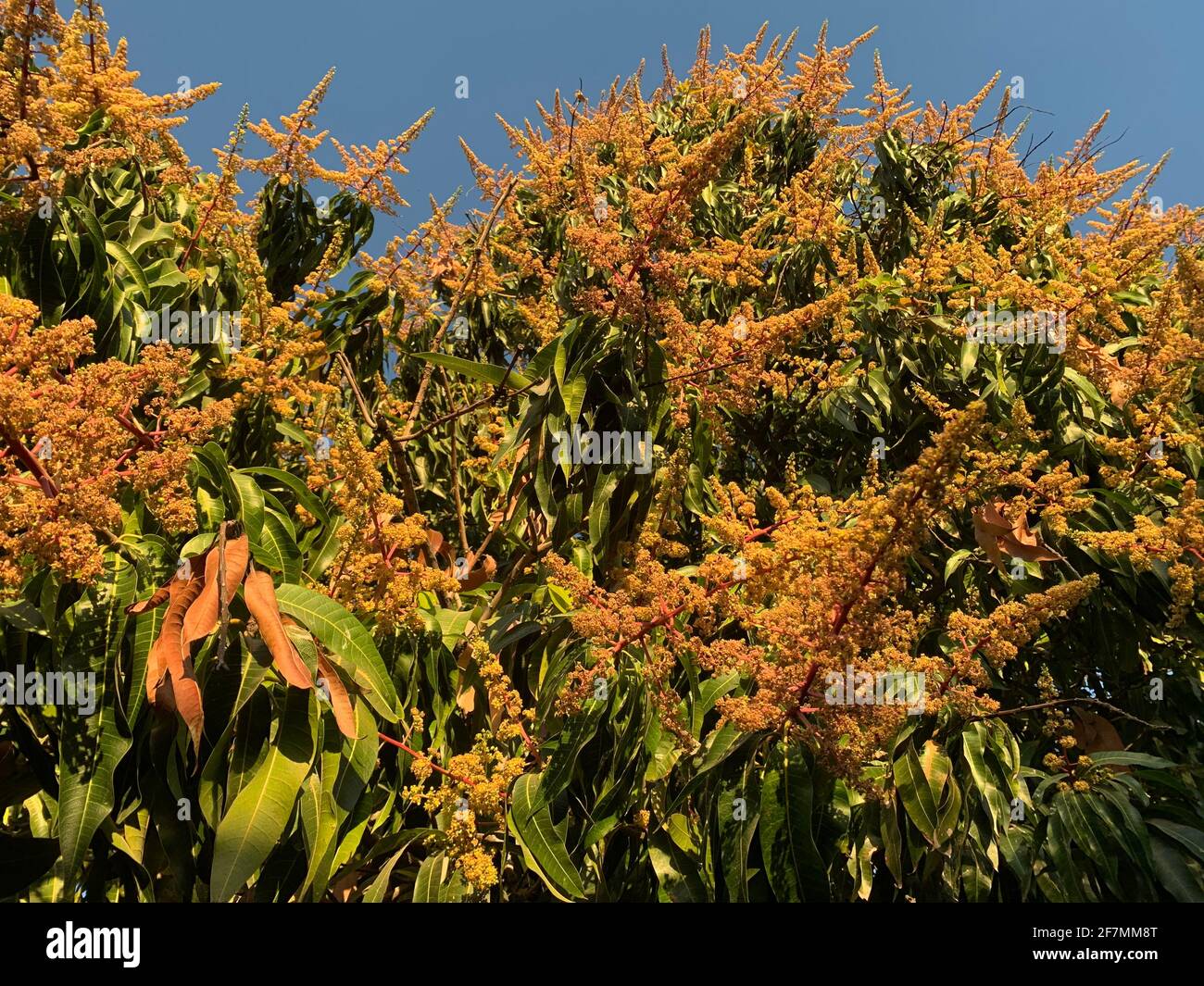 Fiori di primavera, fiori di mango, fiori gialli, albero di mango..Flores de la primavera, flores de fruto de mango , flores amarillas, arbol de mango en casa y abarrotes Vicky en la colonia Progreista en Hermosillo Messico Foto Stock