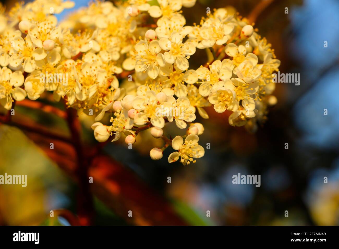 Piccoli fiori gialli su un cespuglio in sole con uno sfondo sfocato Primavera Santander Cantabria Spagna Foto Stock