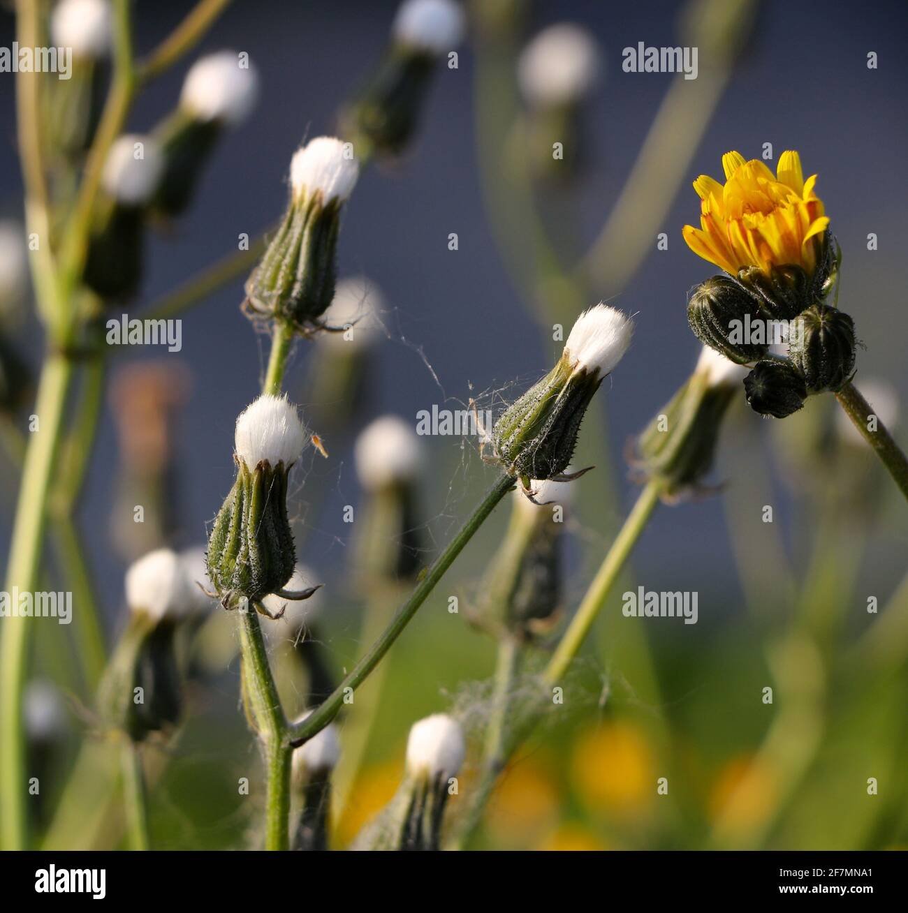 Sonchus arvensis germogli di semola circa per fiorire primaverile Santander Cantabria Spagna crescente selvaggia Foto Stock