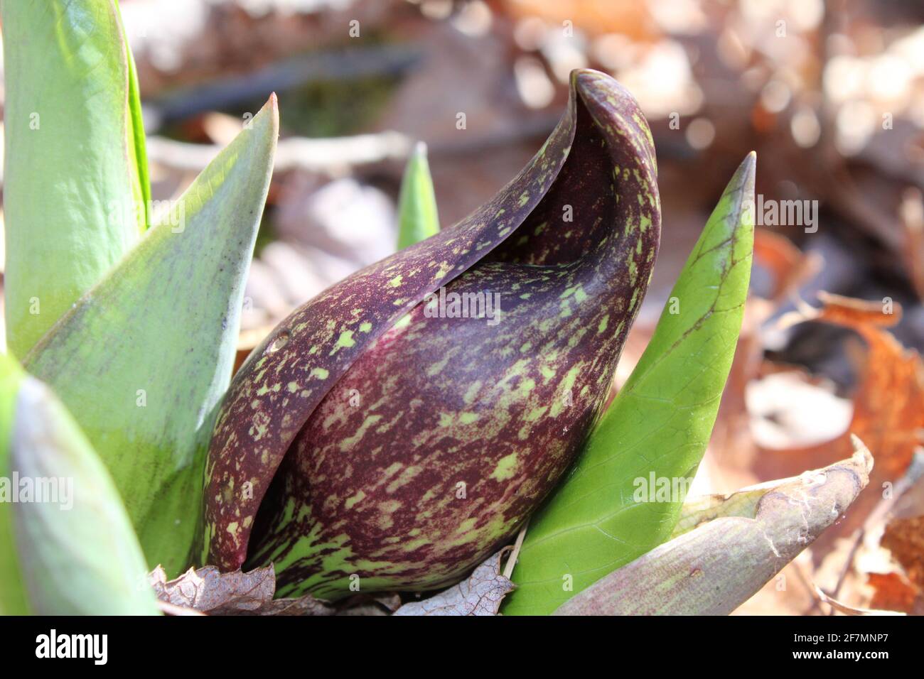 Spathe di cavolo di Skunk orientale Foto Stock