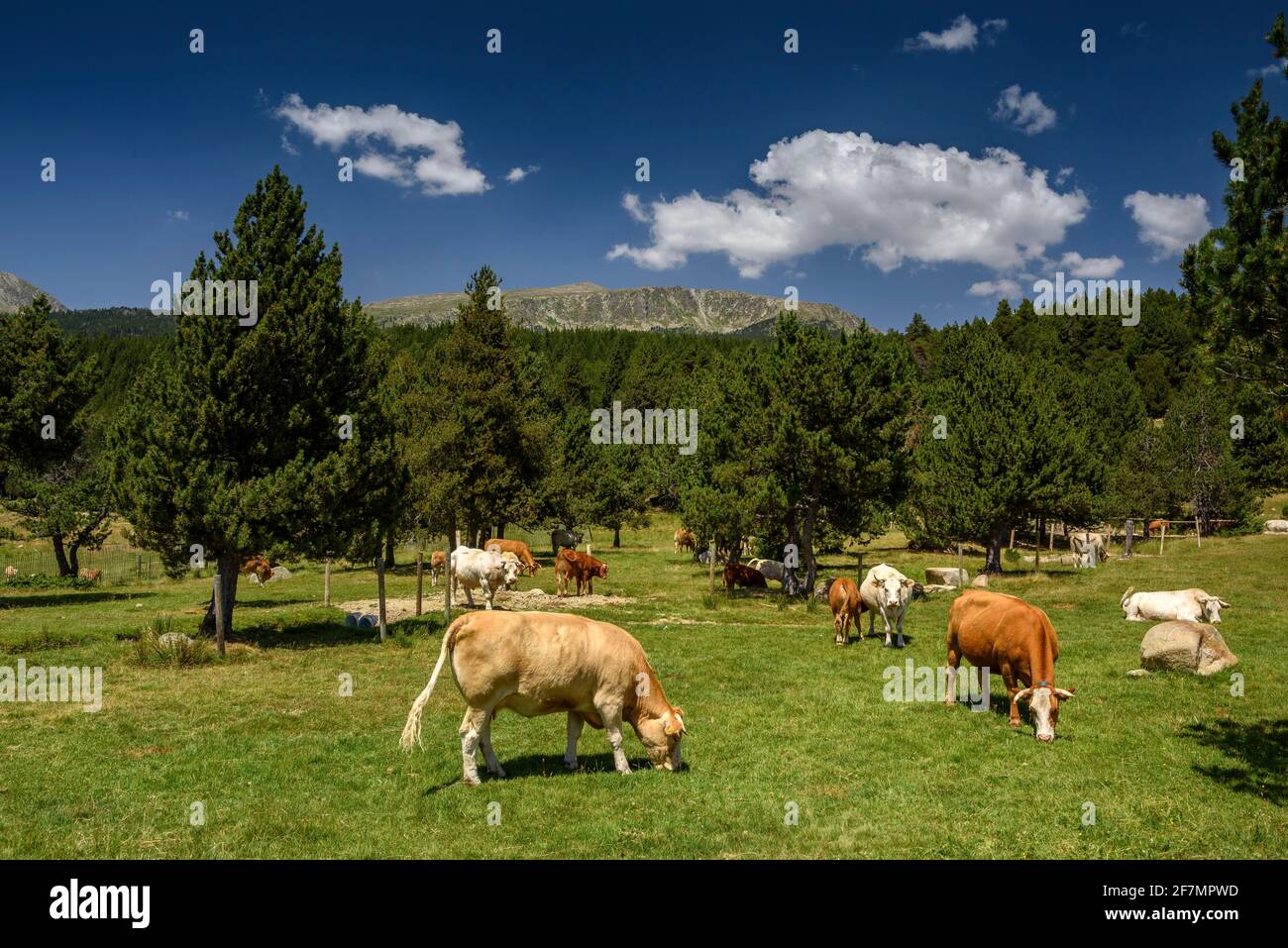 Prati alpini e foreste intorno al rifugio Cap de rec, a la Cerdanya, in estate (Catalogna, Spagna, Pirenei) Foto Stock