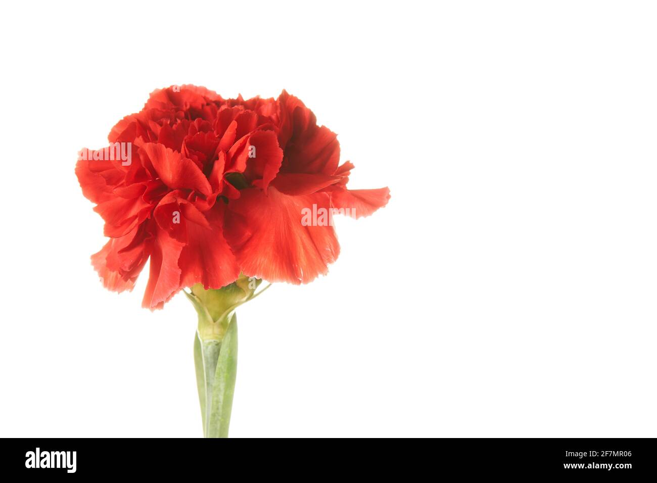 Bellissimo fiore rosso Dianthus su sfondo bianco Foto Stock