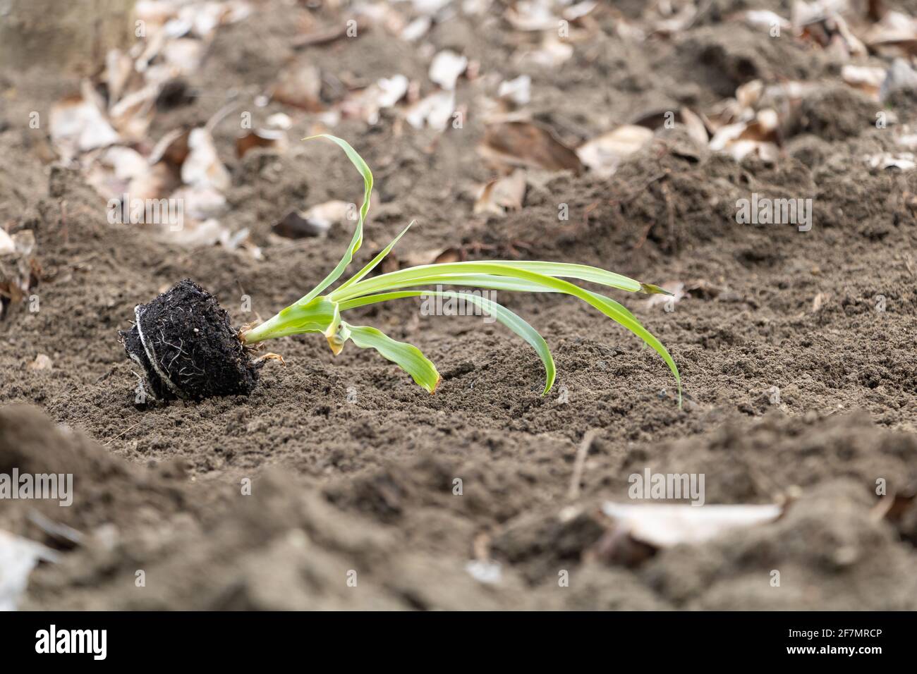 Spider pianta nel processo di repottig - come Concetto Care for Spider Plant Foto Stock