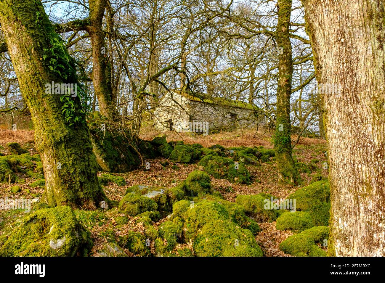 Un cottage abbandonato a Capel Curig nel Parco Nazionale di Snowdonia nel Galles del Nord, Regno Unito Foto Stock