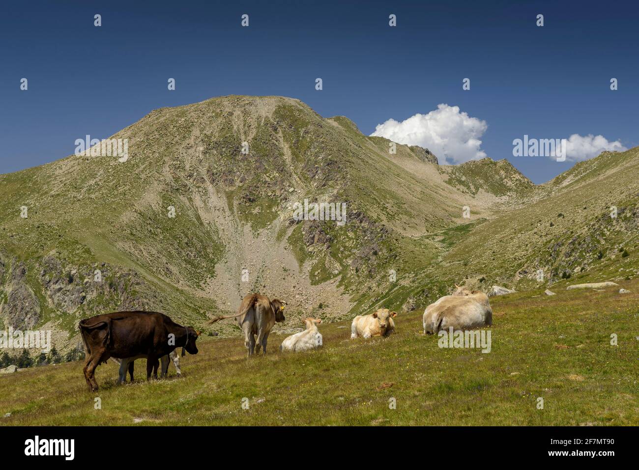 Montagne dei Pirenei con una mandria di mucche. Tossal Bovinar visto dal sentiero per Tossa Plana de Lles (Cerdanya, Catalogna, Spagna, Pirenei) Foto Stock