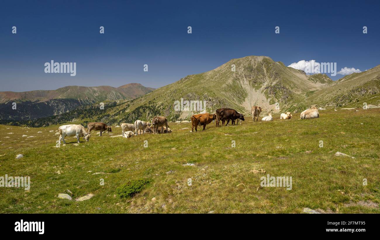 Montagne dei Pirenei con una mandria di mucche. Tossal Bovinar visto dal sentiero per Tossa Plana de Lles (Cerdanya, Catalogna, Spagna, Pirenei) Foto Stock