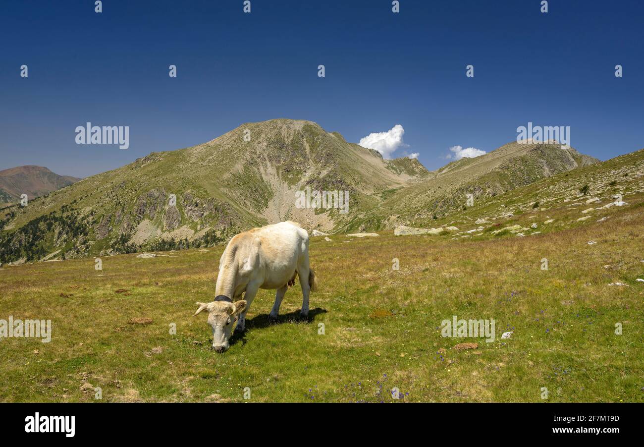 Montagne dei Pirenei con una mandria di mucche. Tossal Bovinar visto dal sentiero per Tossa Plana de Lles (Cerdanya, Catalogna, Spagna, Pirenei) Foto Stock