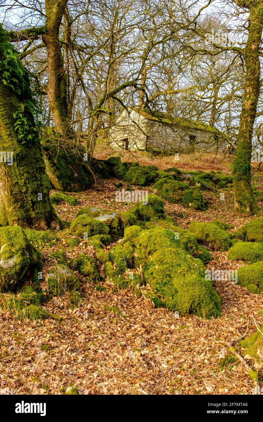 Un cottage abbandonato a Capel Curig nel Parco Nazionale di Snowdonia nel Galles del Nord, Regno Unito Foto Stock