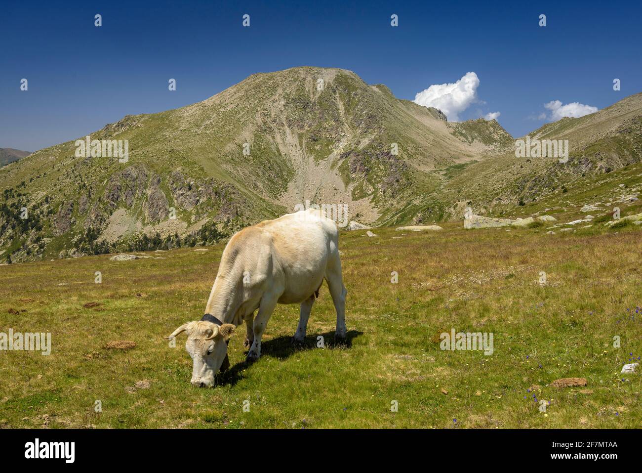 Montagne dei Pirenei con una mandria di mucche. Tossal Bovinar visto dal sentiero per Tossa Plana de Lles (Cerdanya, Catalogna, Spagna, Pirenei) Foto Stock