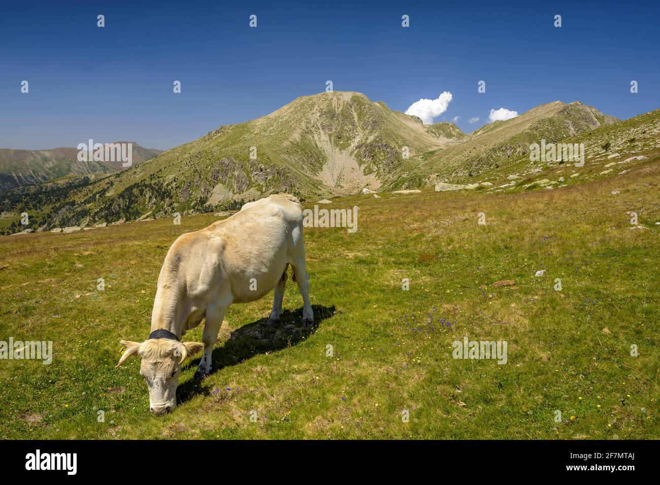 Montagne dei Pirenei con una mandria di mucche. Tossal Bovinar visto dal sentiero per Tossa Plana de Lles (Cerdanya, Catalogna, Spagna, Pirenei) Foto Stock