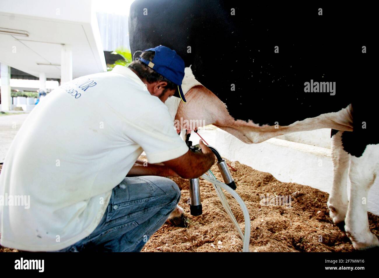 salvador, bahia / brasile - d3, 2014: Cowboy è visto fare mungere meccanizzato di mucca da latte nella città di Salvador. *** Local Caption *** . Foto Stock