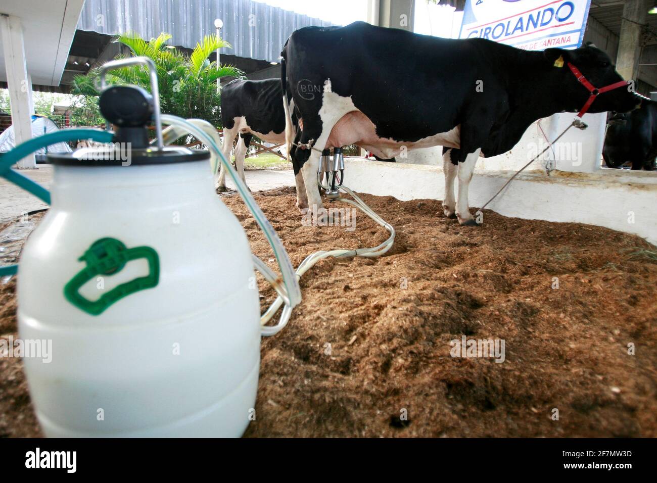 salvador, bahia / brasile - d3, 2014: Cowboy è visto fare mungere meccanizzato di mucca da latte nella città di Salvador. *** Local Caption *** . Foto Stock