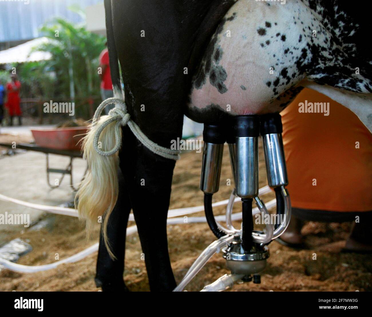 salvador, bahia / brasile - d3, 2014: Cowboy è visto fare mungere meccanizzato di mucca da latte nella città di Salvador. *** Local Caption *** . Foto Stock
