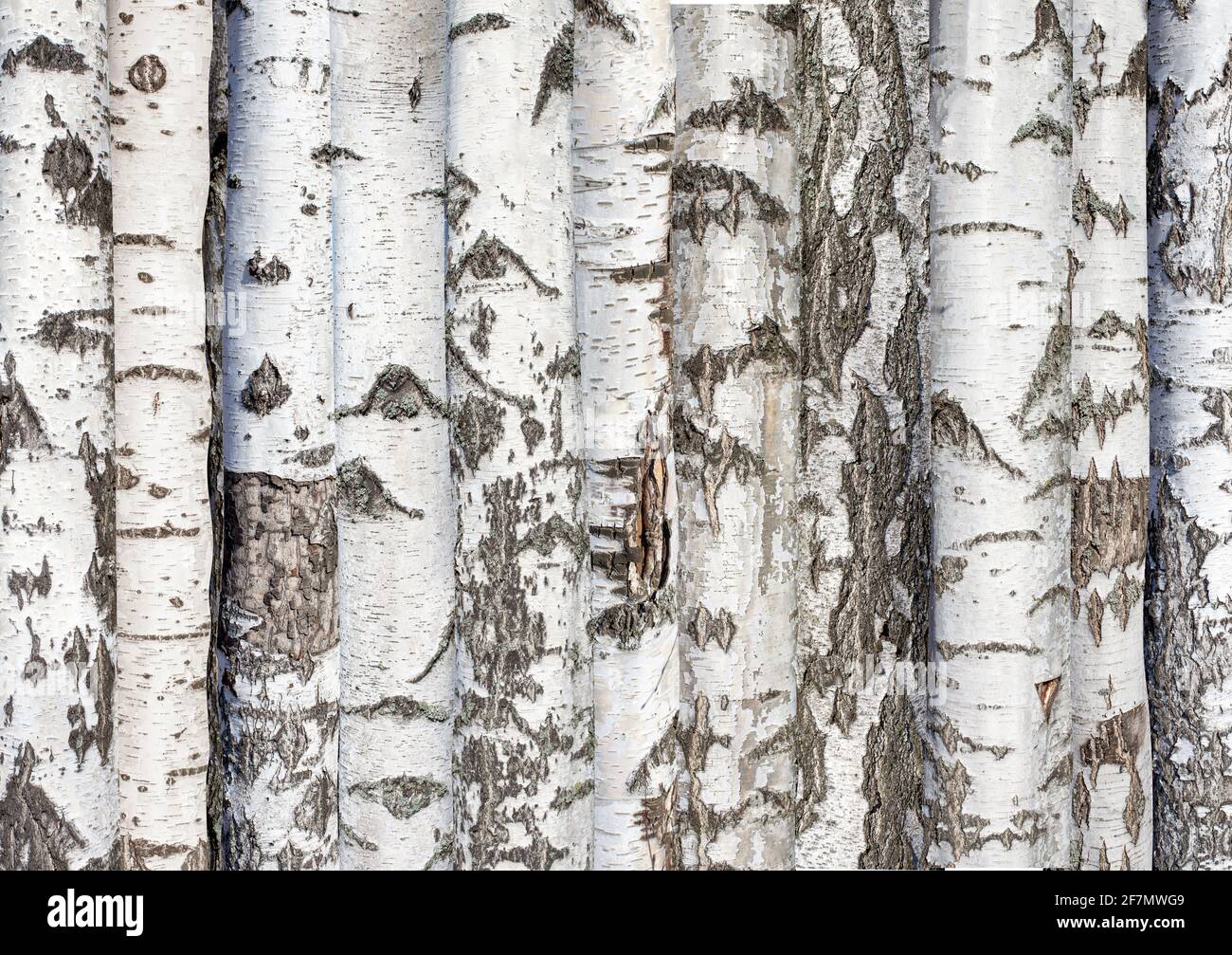 tronchi di betulla. sfondo da alberi di foresta. Betulla Karelian. Foto di alta qualità Foto Stock