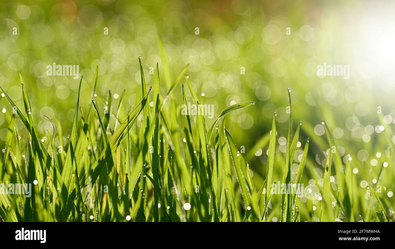 Erba con gocce di rugiada su un prato in anticipo mattina all'alba Foto Stock