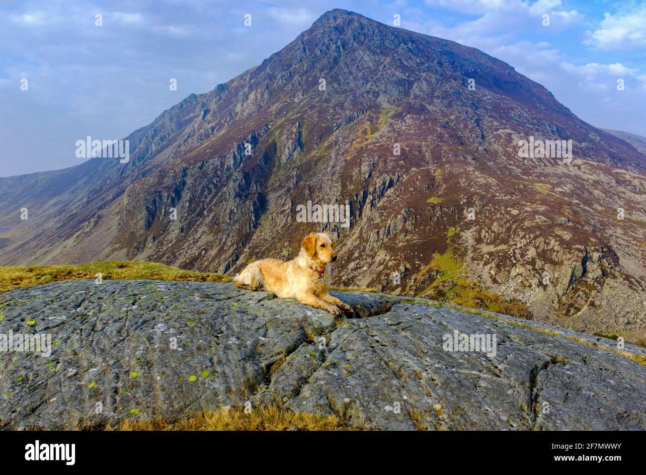 Un cane Golden Retriever che gioca nel paesaggio del Parco Nazionale di Snowdonia nel Galles del Nord, Regno Unito Foto Stock