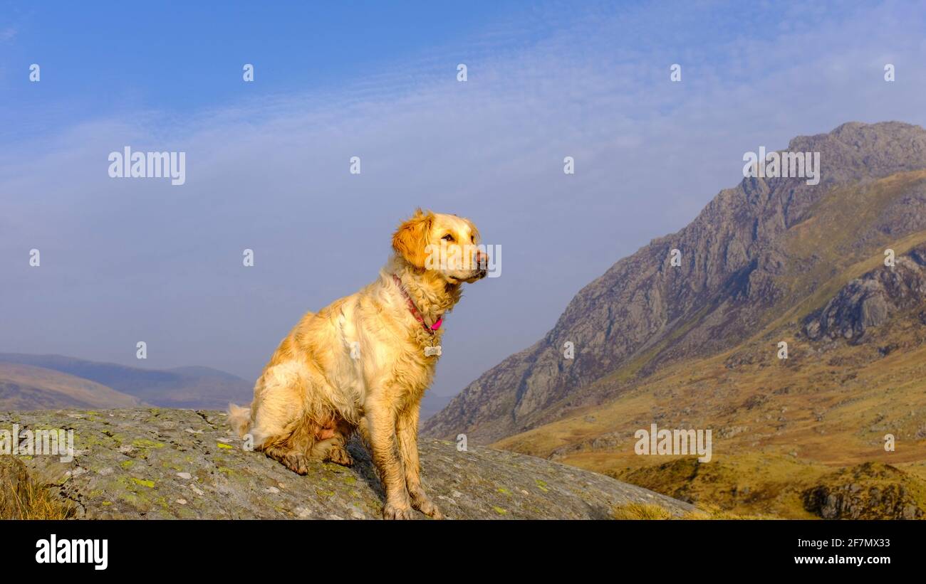 Un cane Golden Retriever che gioca nel paesaggio del Parco Nazionale di Snowdonia nel Galles del Nord, Regno Unito Foto Stock