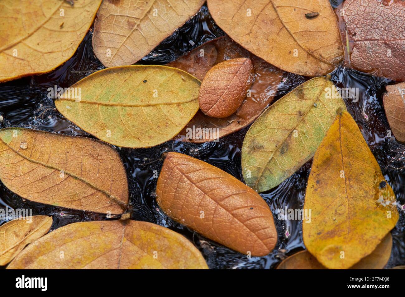 Carta da parati di foglie sull'acqua in autunno, fuoco selettivo. Foto Stock