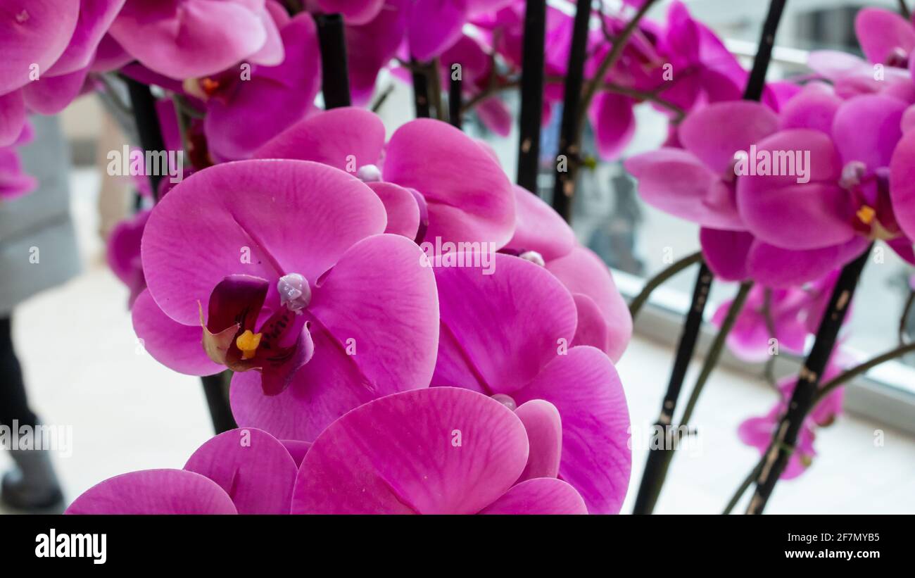 Un bouquet di orchidee rosa brillante all'interno di un centro commerciale a Londra, Ontario, Canada, girato il 20 2021 febbraio. Foto Stock