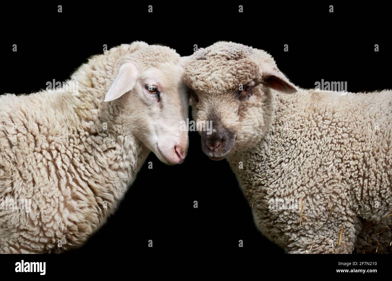 Primo piano di due agnelli bianchi con testa tagliata su sfondo nero Foto Stock
