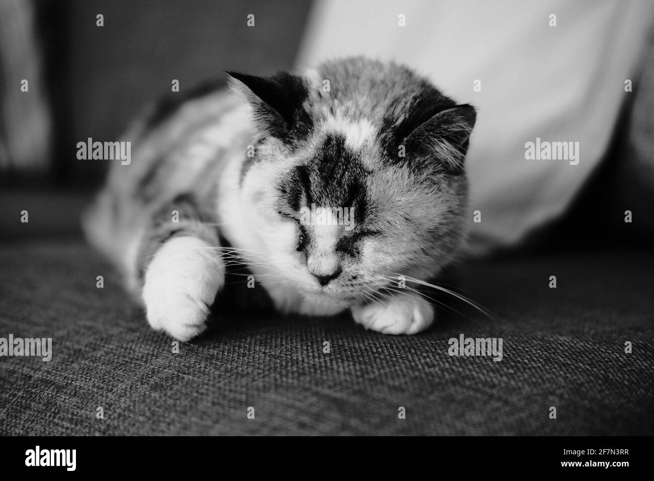 Cat rilassante sul divano Foto Stock