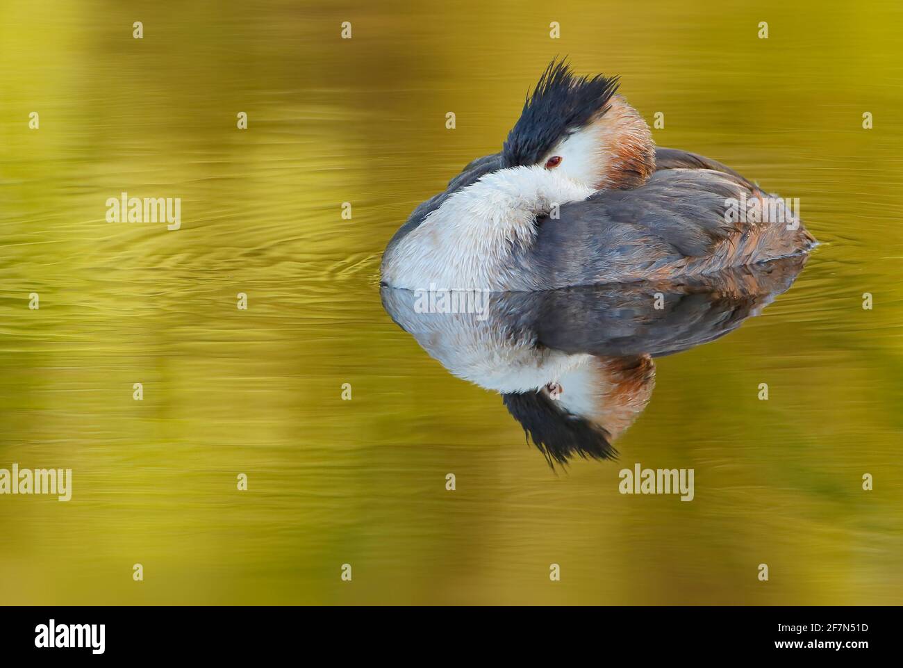 Grande gressere crestato (Podiceps cristatus) che riposa sull'acqua, i Paesi Bassi Foto Stock