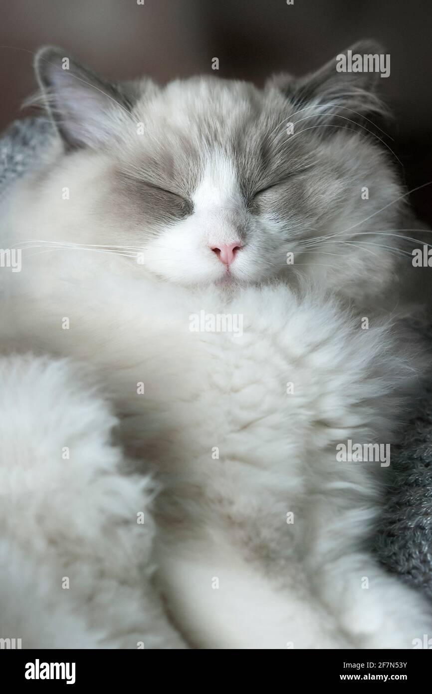 Un cucciolo di ragdoll che dorme con gli occhi squinted. Primo piano. Profondità di campo poco profonda. SDF. Foto Stock