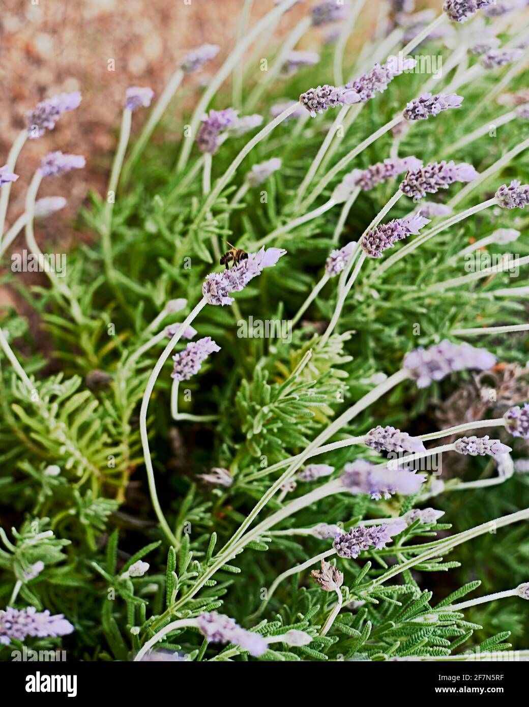 Ape su fiori viola. Lavandula stoechas, lavanda, steli sfondo fuori fuoco. Foto Stock