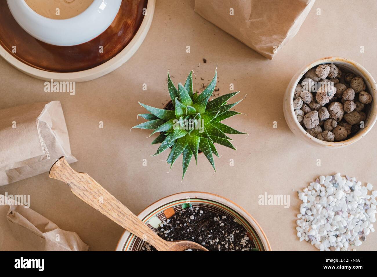 Trapiantando piante succulente, hobby relativo domestico. Prendersi cura di, piantando un succulento, vista dall'alto, sano attività indoor Foto Stock