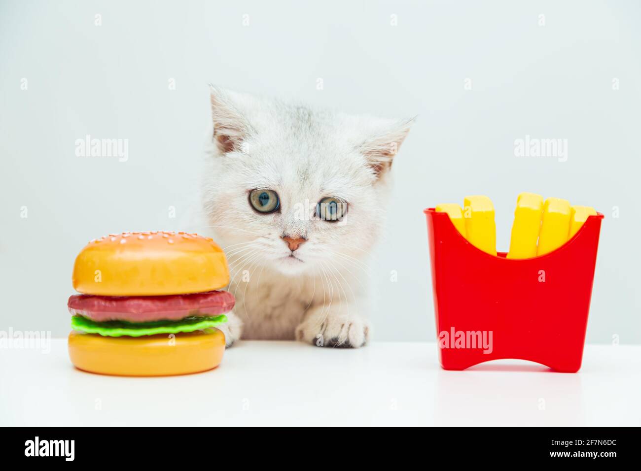 Il gattino bianco britannico guarda patatine fritte e un hamburger. Alimenti di plastica giocattolo. Sfondo chiaro, spazio di copia. Foto Stock