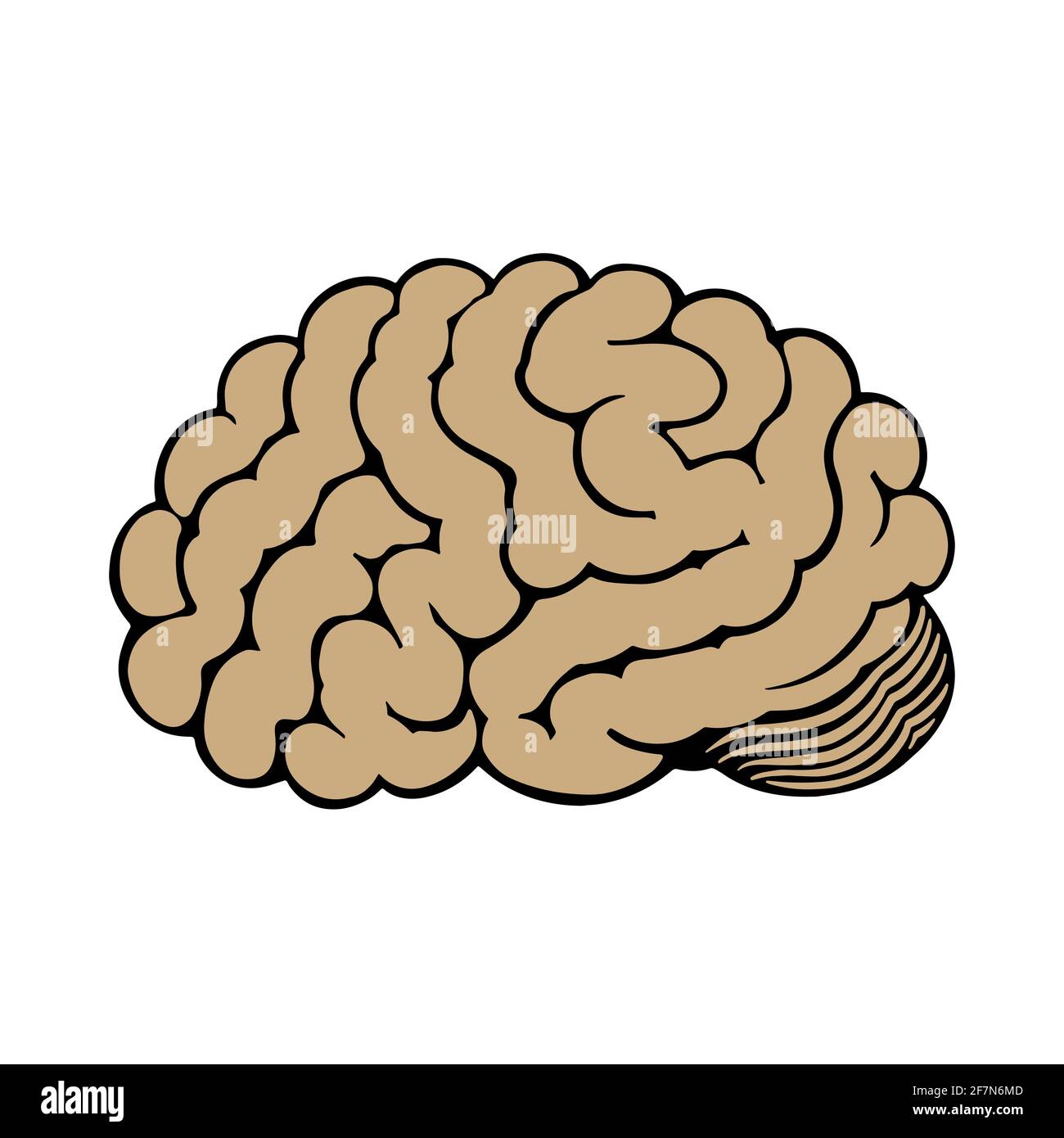 Cervello umano isolato su sfondo bianco. Illustrazione Vettoriale