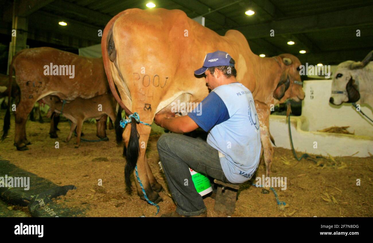 salvador, bahia / brasile - 2 dicembre 2014: Cowboy è visto fare la mungitura manuale di mucca da latte nella città di Salvador. *** Local Caption *** . Foto Stock
