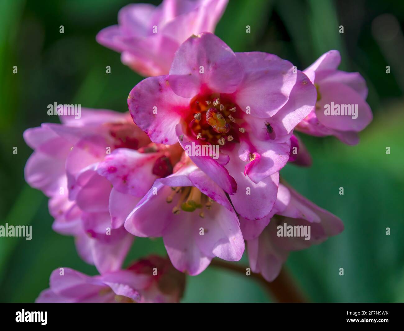 Macro fotografia dei fiori di bergenia, catturati in un giardino nelle montagne centrali andine della Colombia, vicino alla città di Arcabuco nel dipartimento o Foto Stock