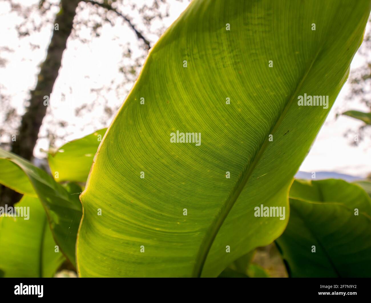 Fotografia ravvicinata di una foglia di giglio di canna, catturata in una fattoria vicino alla città di Arcabuco, nelle montagne centrali andine della Colombia. Foto Stock