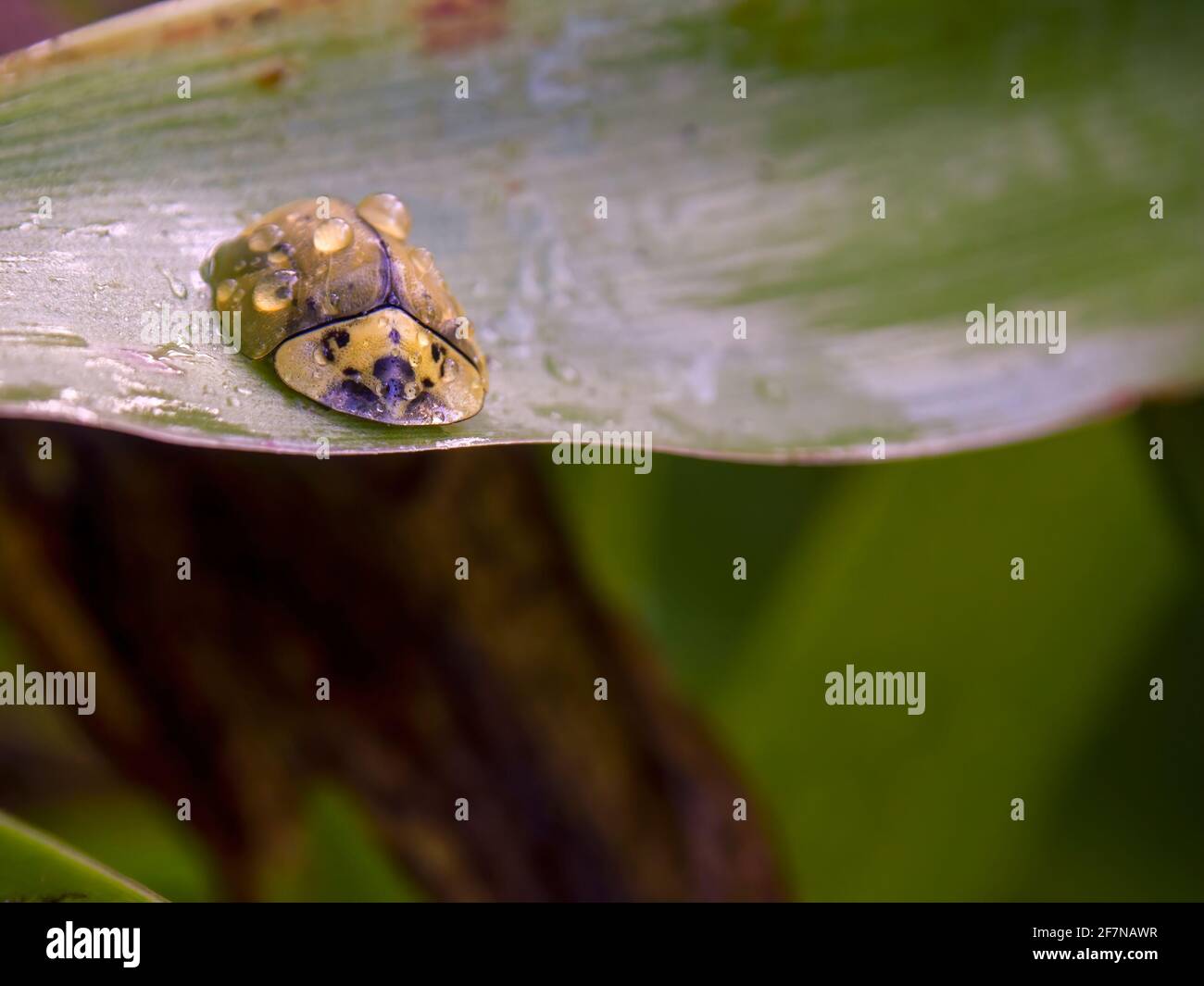Macrofotografia di una tartaruga coperta di gocce di pioggia, seduta su una foglia di giglio, catturata in un giardino vicino alla Villa de Leyva, Colombia. Foto Stock