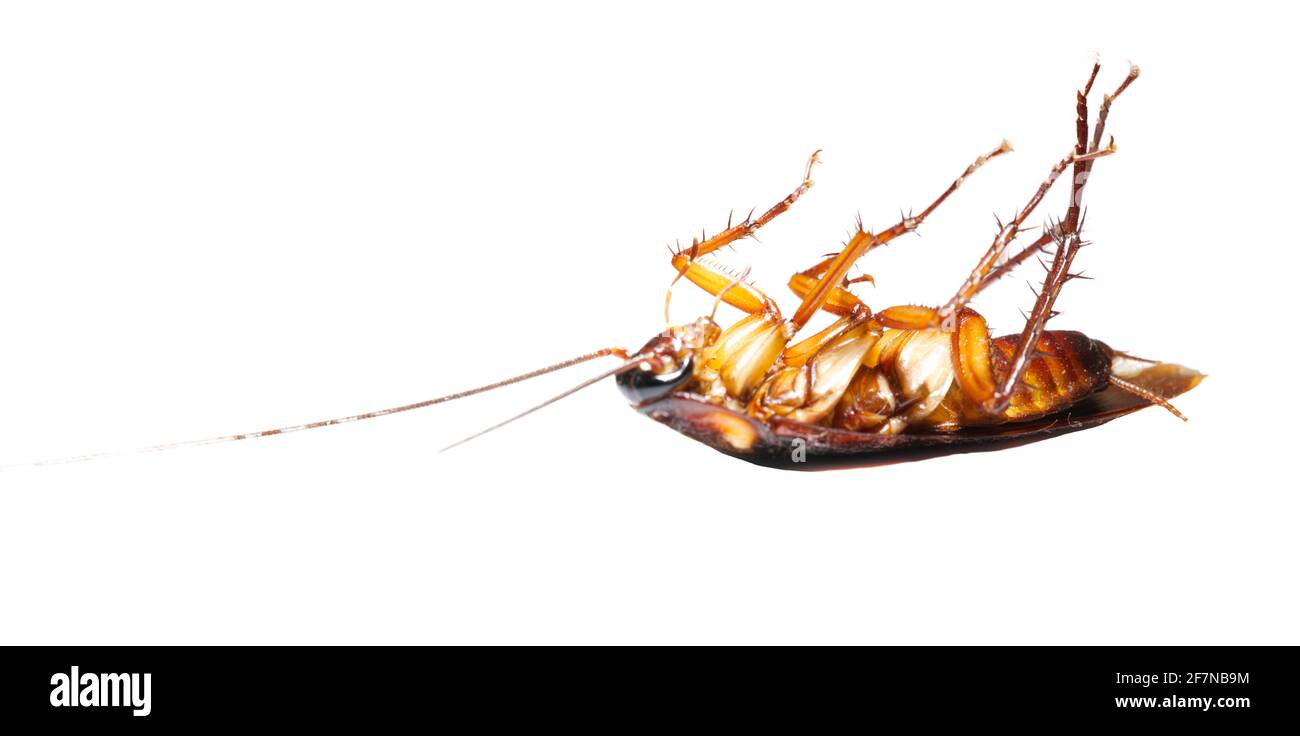 Lo scarafaggio marrone morì in cucina. Isolare sfondo bianco, concetto di pulizia e prevenzione dei germi. Foto Stock
