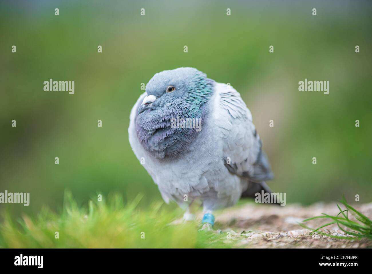 Un Pigeon di Wood ad anello fluffed in su con la testa affondata nel corpo, macchiato in Perry Barr, Birmingham, Regno Unito Foto Stock