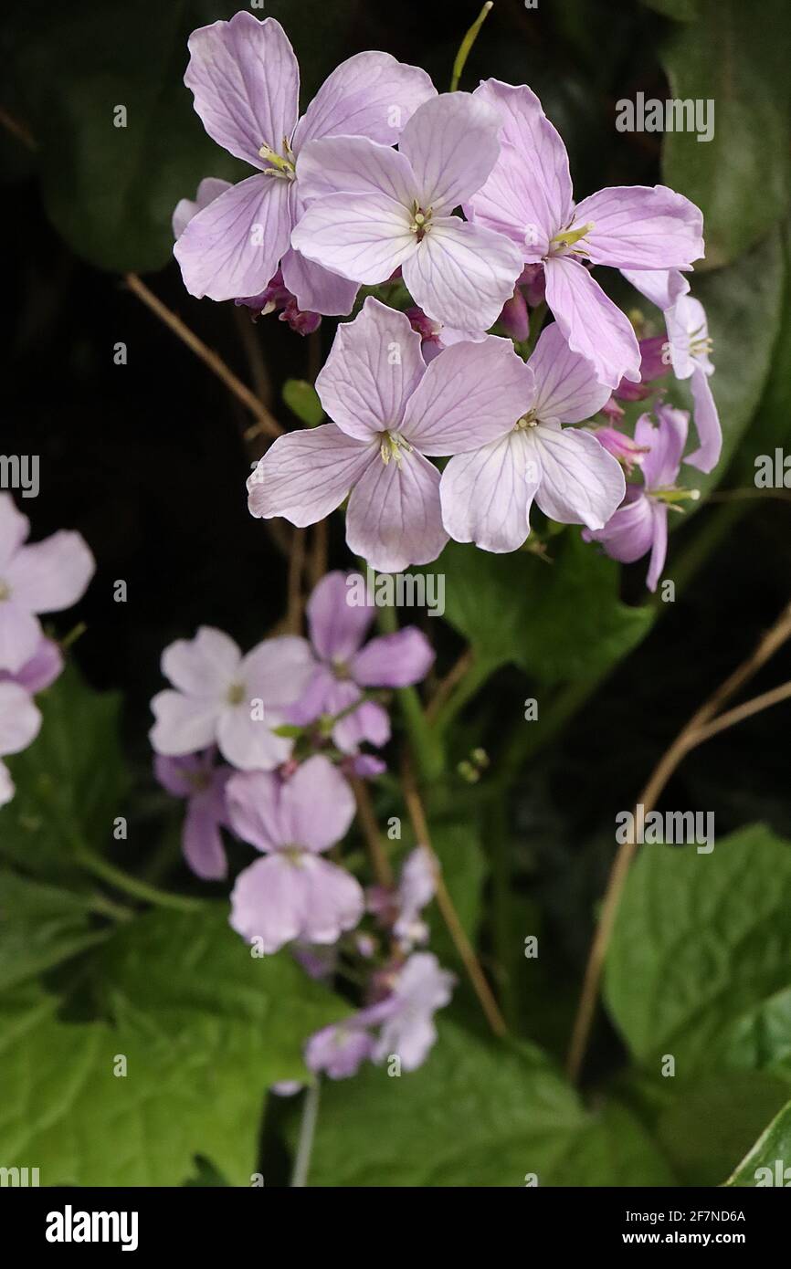 Lunaria rediva onestà perenne – foglie rosa pallido con vene violacee e grandi foglie ovali appuntite, aprile, Inghilterra, Regno Unito Foto Stock