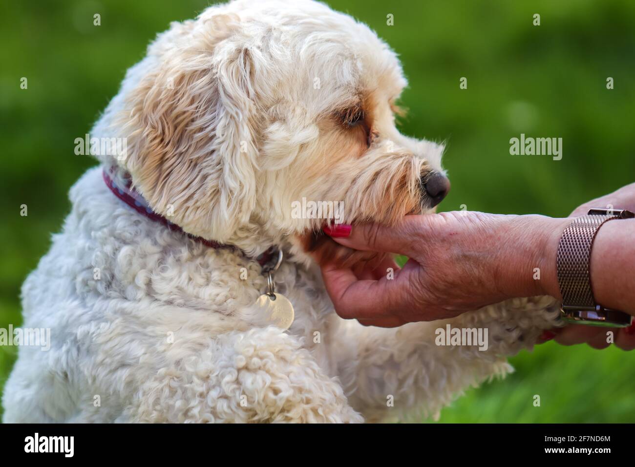 Un cane Cockapoo che guarda essere confortato da una signora più anziana Foto Stock