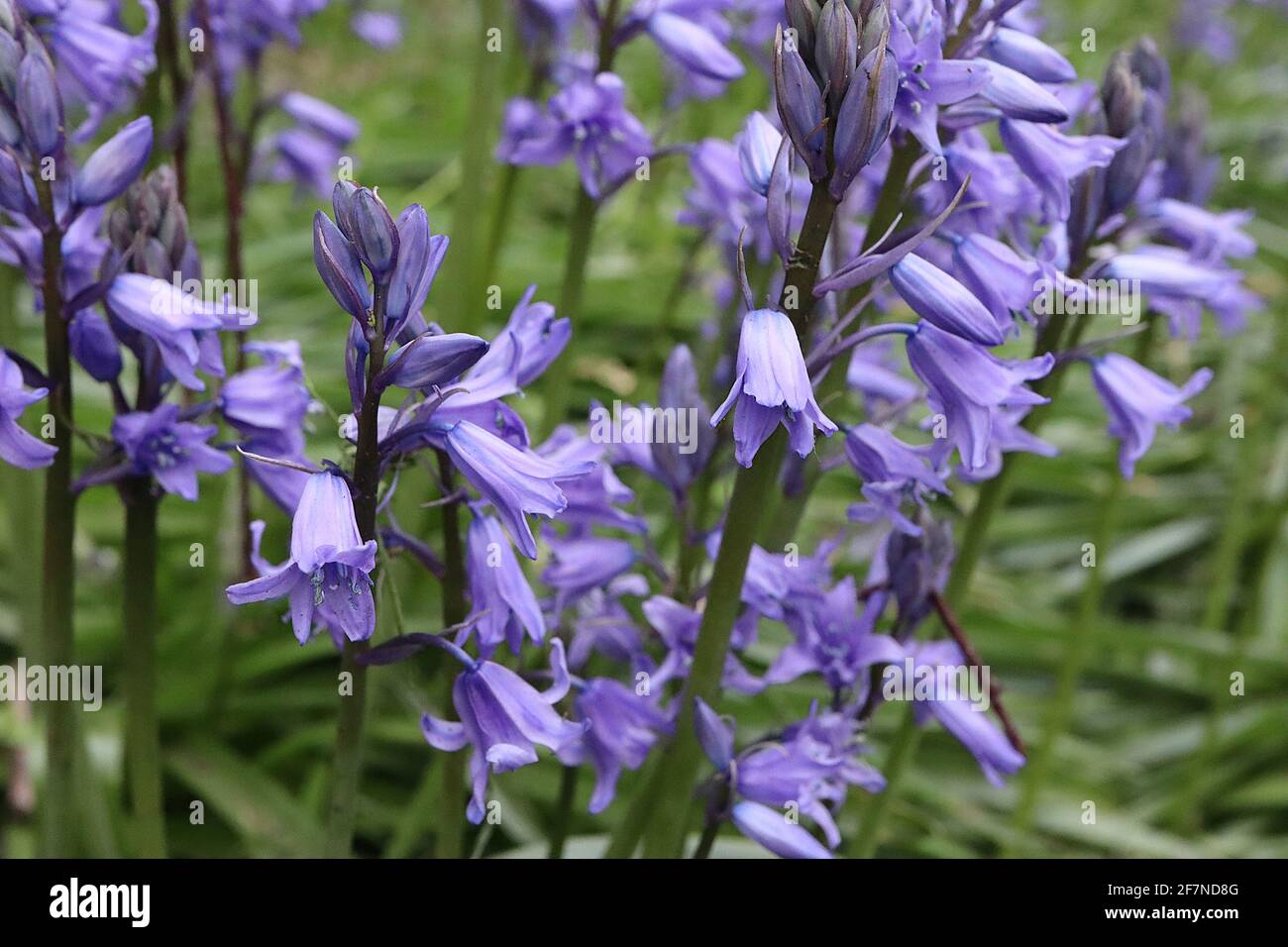 Hyacintoides hispanica ‘Excelsior’ Bluebells Spagnoli – fiori a forma di campana pallido con strisce blu, aprile, Inghilterra, Regno Unito Foto Stock