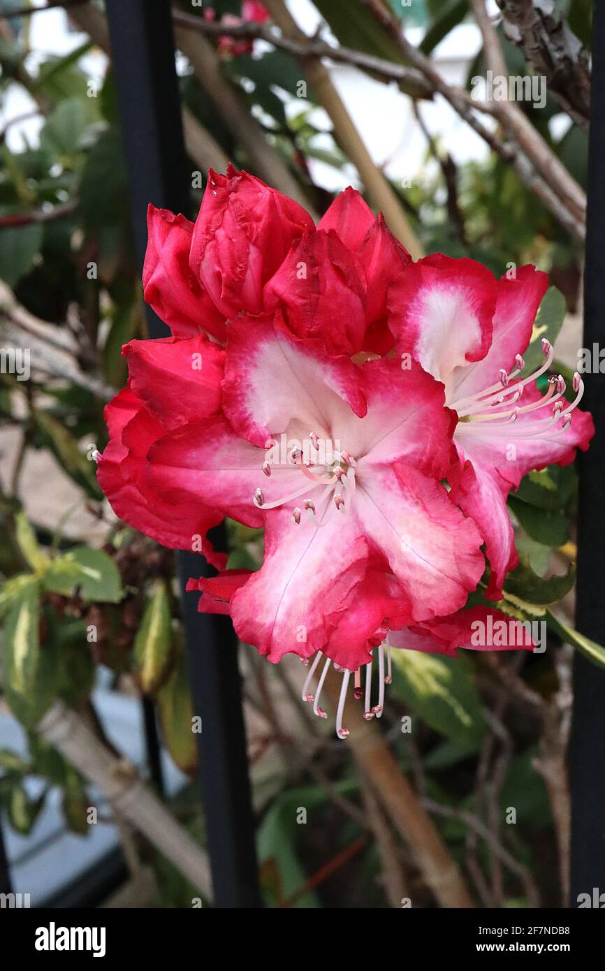 Rhododendron ‘President Roosevelt’ i fiori rossi si sbiadiscono a base bianca, foglie variegate, aprile, Inghilterra, Regno Unito Foto Stock