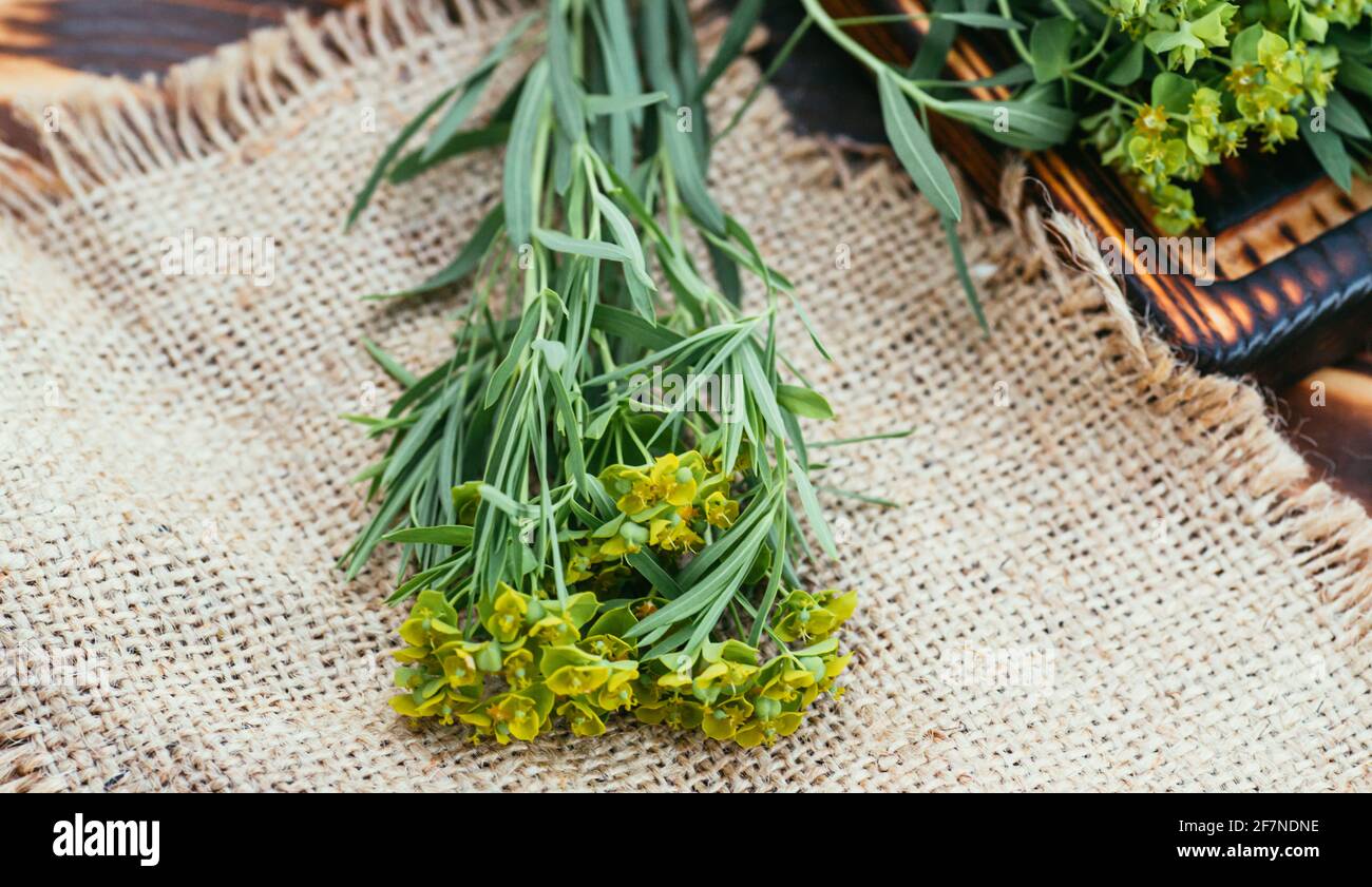 Pianta medicinale Euphorbia esula, comunemente noto come spurge verde o spurge frondoso di mungitura in bottiglia con sughero su un tagliere di legno pronto per co Foto Stock