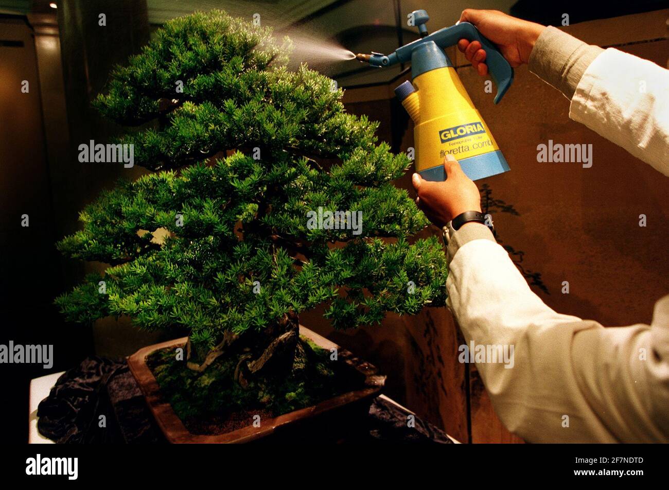 Albero Bonsai all'asta a Sotherbys 1999 giugno L'ANTICO ARTE DI BONSAI ALL'ASTA A SOUTHERBYS LA COLLEZIONE FORMATA DI HELMUT RUGER PRESENTA IL PREMIATO GIAPPONESE YEW AVERE PIÙ DI 600 ANNI Foto Stock