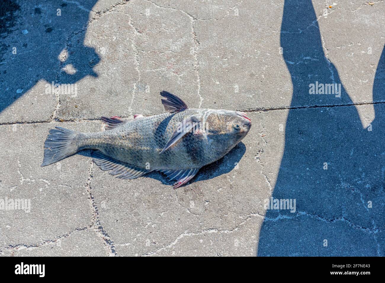 Un tamburo nero appena catturato che giace su cemento con le ombre del pescatore e la sua bobina e le ombre di un altro pescatore gambe che circondano il pesce. Foto Stock