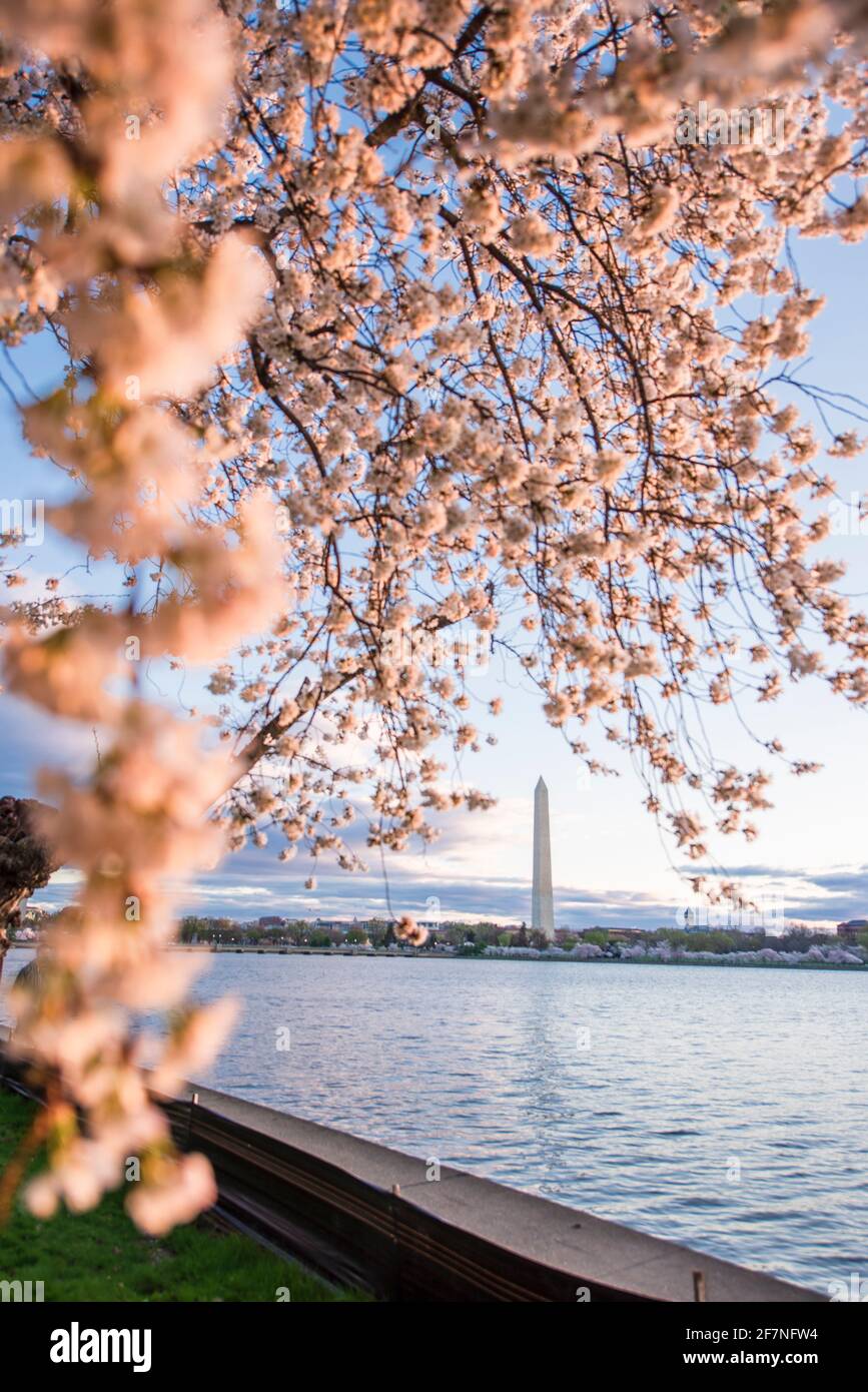 Splendidi fiori di ciliegio rosa riempiono gli alberi di Washington, D.C. il Washington Monument sorge sullo sfondo Foto Stock