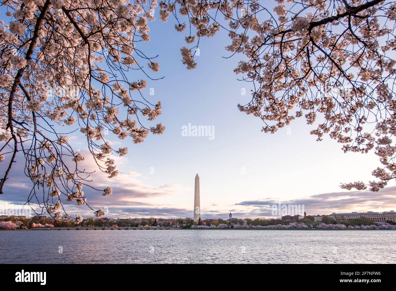 Splendidi fiori di ciliegio rosa riempiono gli alberi di Washington, D.C. il Washington Monument sorge sullo sfondo Foto Stock