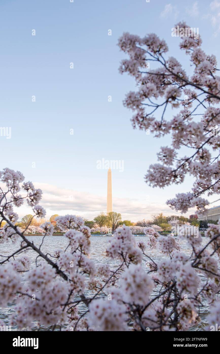 Splendidi fiori di ciliegio rosa riempiono gli alberi di Washington, D.C. il Washington Monument sorge sullo sfondo Foto Stock