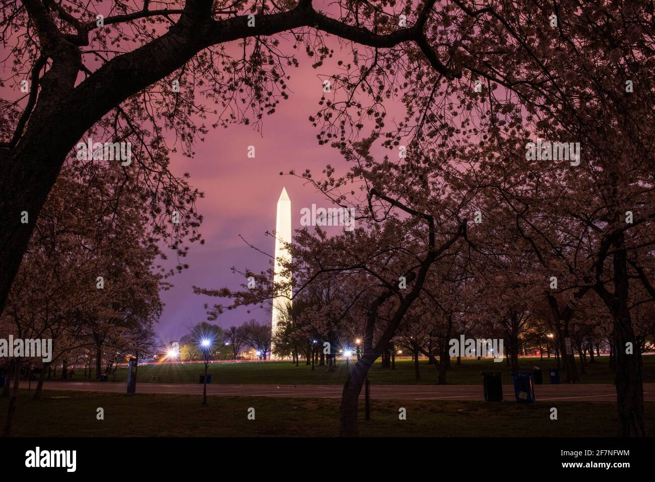 Washington Monument poco prima dell'alba. Esposizione lunga. Circondato da ciliegi fioriti. Foto Stock