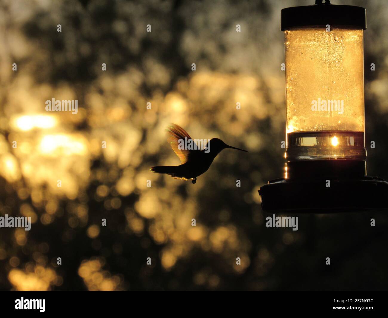 Hummingbird che si nuce all'alimentatore al crepuscolo Foto Stock