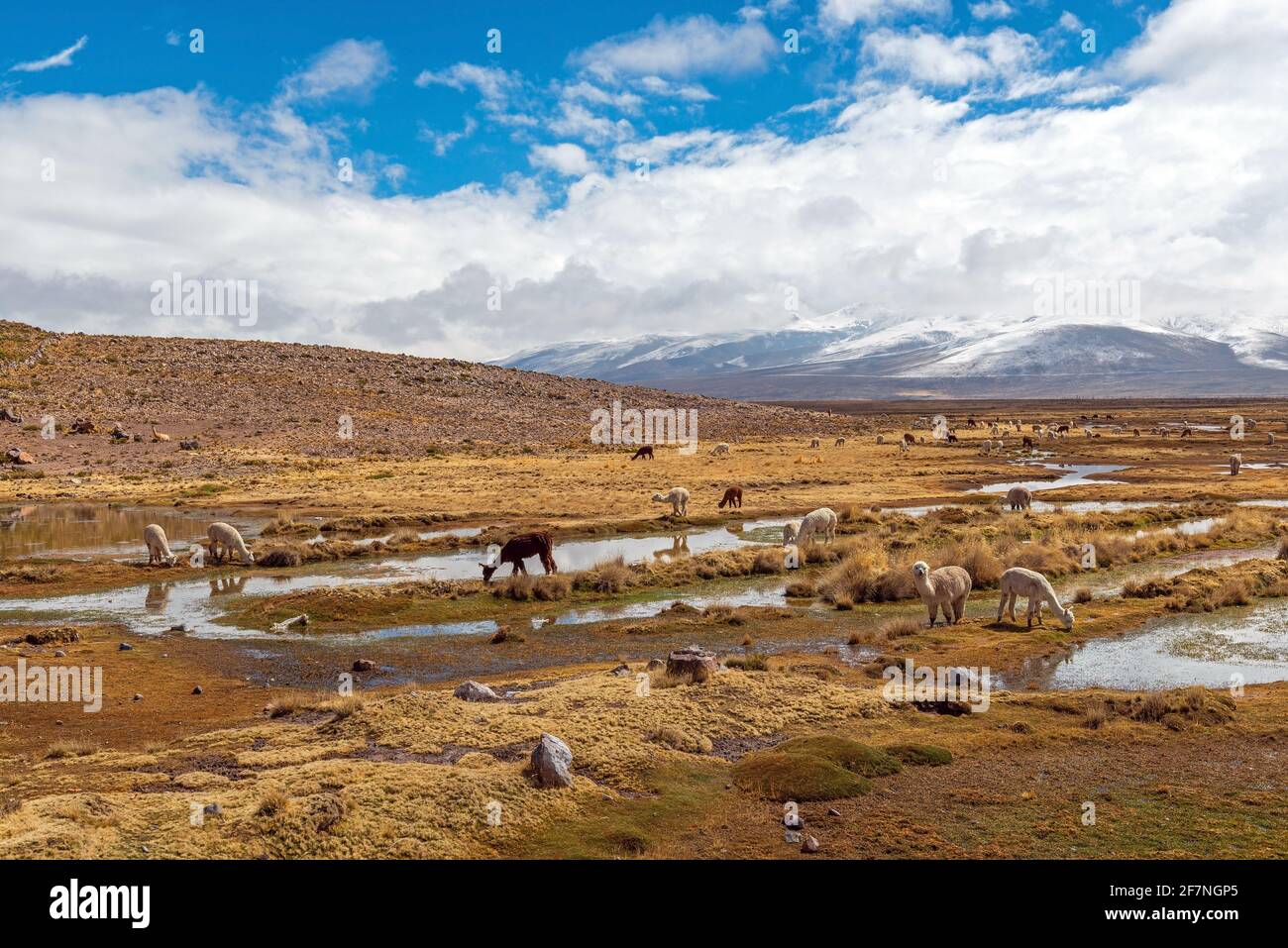 Alpaca (Vicugna pacos) nelle Ande altiplano del Perù vicino Arequipa, Salinas y Aguada Blanca riserva nazionale. Foto Stock